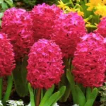 Holland Hyacinth bulb (Red)