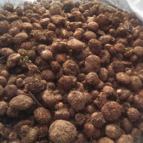 Buy Begonia Tuberose (Bulb) - Vibrant and Fragrant Flowering Plant - Image 2