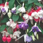 Buy Fuchsia Flowering Shrub - Vibrant and Low-Maintenance Plant for Your Garden