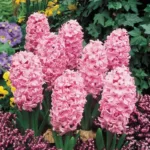 Holland Hyacinth ' Fondant' Pack of 3 bulbs