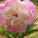 Holland Peony Rhizome (Bulb)