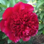 Holland Peony Rhizome (Bulb)