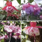 Fuchsia x hybrid (Lady's Eardrops) Flowering Shrub