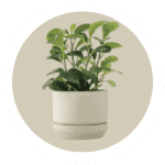 plant-150x150-1-150x150 (3)