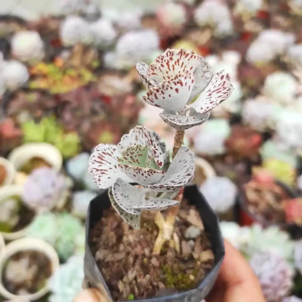 Buy Kalanchoe Rhombopilosa 'Pies From Heaven' Succulent - Unique and Compact Plant - Image 3