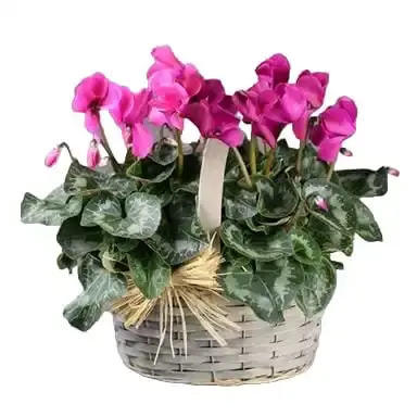 Cyclamen flower sale