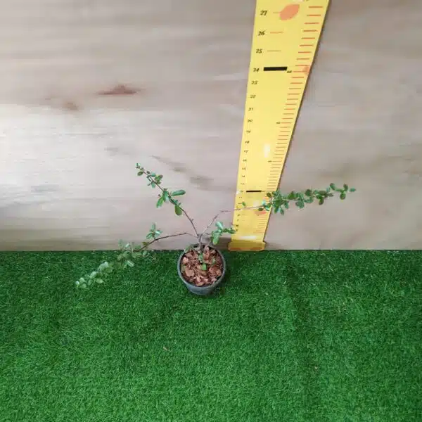 Pyracantha Saphyr Yellow (Firethorn Berry) - Vibrant Shrub with Yellow Berries - Image 3