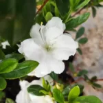 Azalea White Double Small Petels