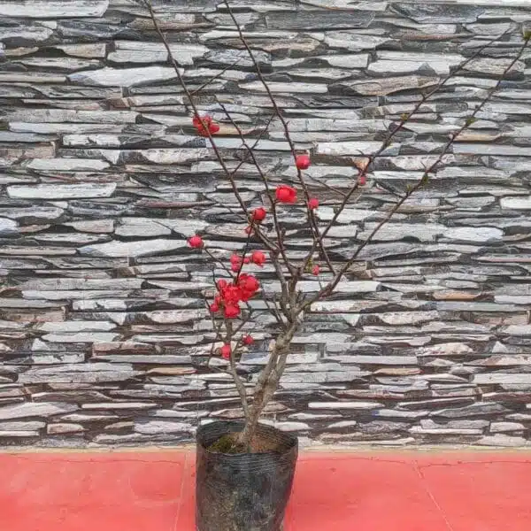 Japanese Quince Double Take 'Scarlet Storm' - Striking Scarlet-Red Double Blooms - Image 4