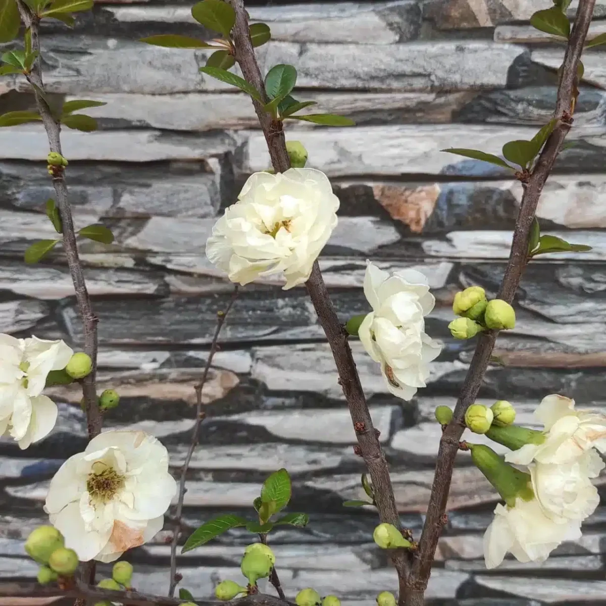 Japanese Flowering Quince Double Take - Resilient Shrub with
