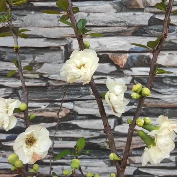 Japanese Flowering Quince Double Take - Resilient Shrub with Stunning White Flowers - Image 9