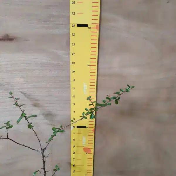 Pyracantha Saphyr Yellow (Firethorn Berry) - Vibrant Shrub with Yellow Berries - Image 4