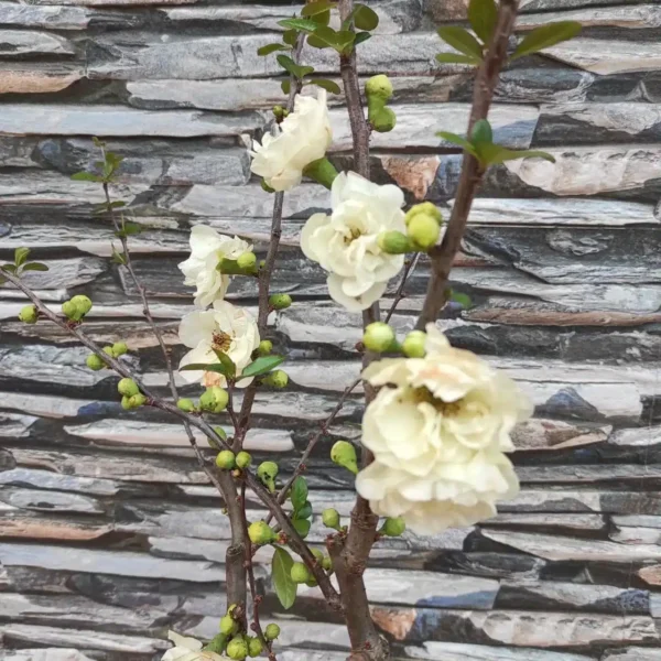 Japanese Flowering Quince Double Take - Resilient Shrub with Stunning White Flowers - Image 11
