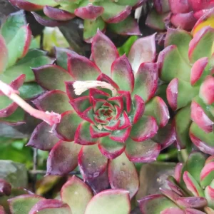 Echeveria Benimusume: A Stunning Succulent with Blue-Green Leaves and Red Edges