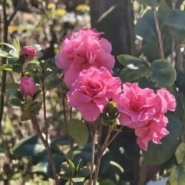 Azalea Australian Conversation Pink - Image 9