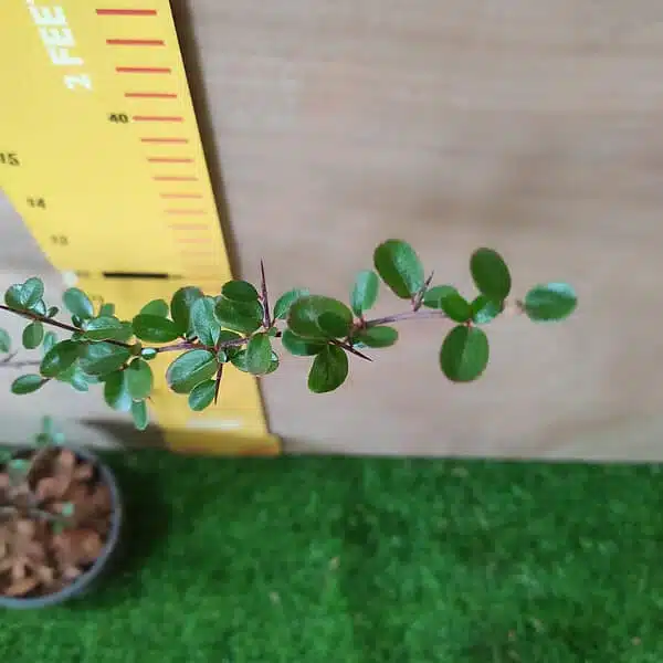 Pyracantha Saphyr Yellow (Firethorn Berry) - Vibrant Shrub with Yellow Berries - Image 5