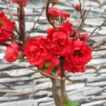 Japanese Quince Double Take 'Scarlet Storm' - Striking Scarlet-Red Double Blooms