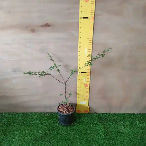 Pyracantha Saphyr Yellow (Firethorn Berry) - Vibrant Shrub with Yellow Berries - Image 2