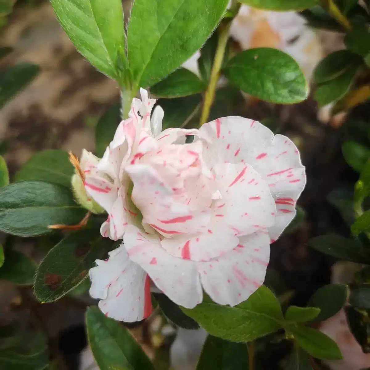 Azalea Australian White Spot - Image 2
