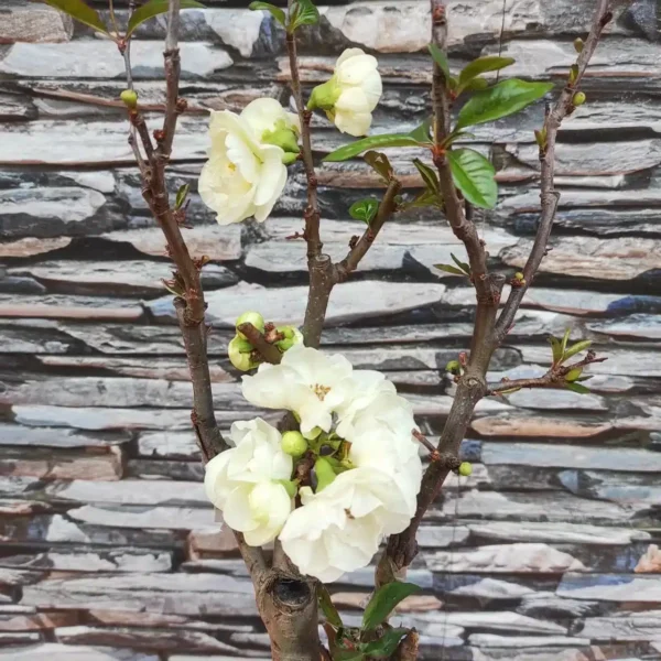 Japanese Flowering Quince Double Take - Resilient Shrub with Stunning White Flowers - Image 8