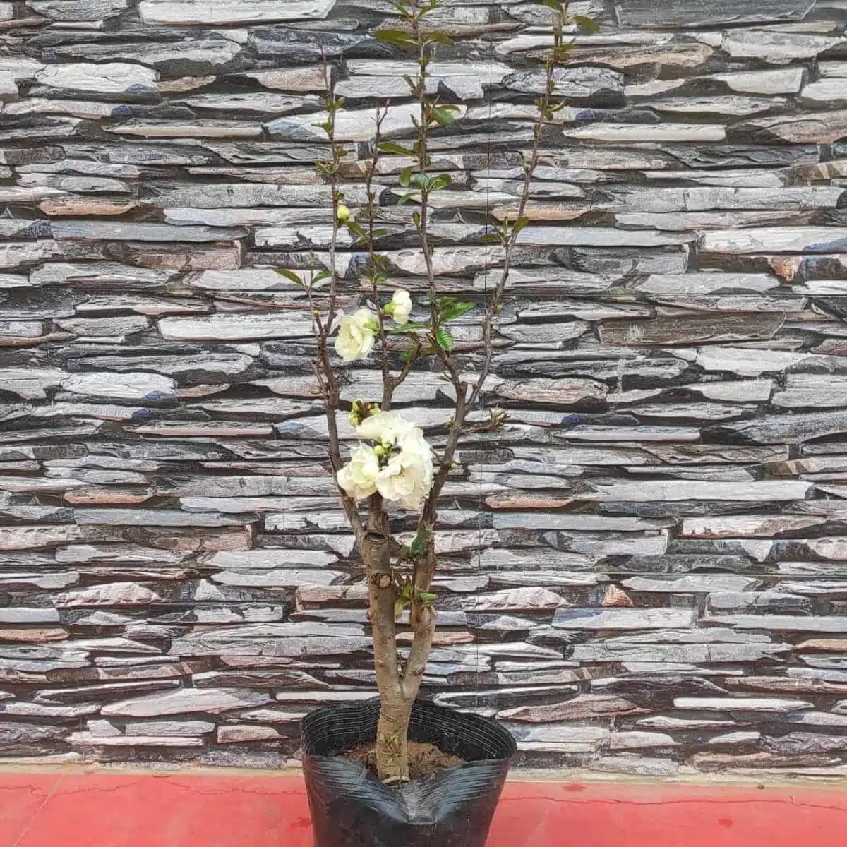 Japanese Flowering Quince Double Take - Resilient Shrub with