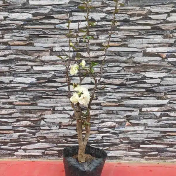 Japanese Flowering Quince Double Take - Resilient Shrub with Stunning White Flowers - Image 7