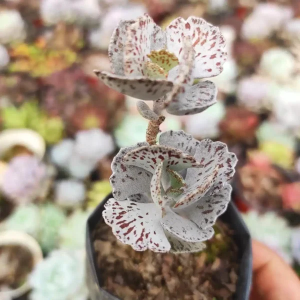 Buy Kalanchoe Rhombopilosa 'Pies From Heaven' Succulent - Unique and Compact Plant - Image 2