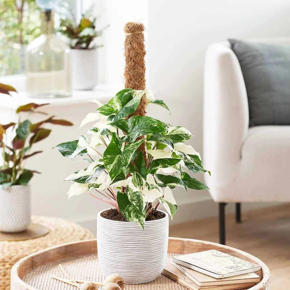 Syngonium Albo Variegata - Stunning Variegated Houseplant - Image 8