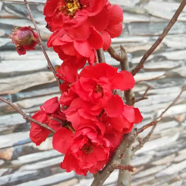 Japanese Quince Double Take 'Scarlet Storm' - Striking Scarlet-Red Double Blooms - Image 9