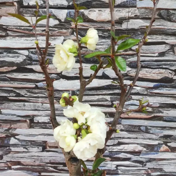 Japanese Flowering Quince Double Take - Resilient Shrub with Stunning White Flowers - Image 10