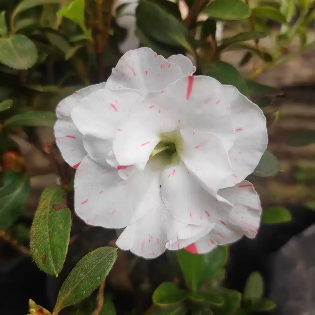 Azalea Australian White Spot - Image 3