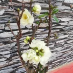 Japanese Flowering Quince Double Take - Resilient Shrub with Stunning White Flowers