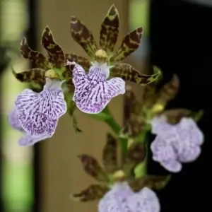 Buy Vibrant Zygopetalum Orchid (Mackayi) – Stunning Colors and Fragrance