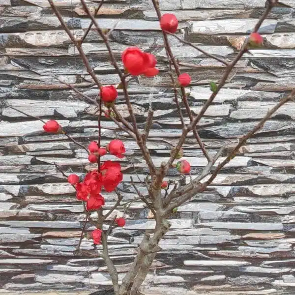 Japanese Quince Double Take 'Scarlet Storm' - Striking Scarlet-Red Double Blooms - Image 5