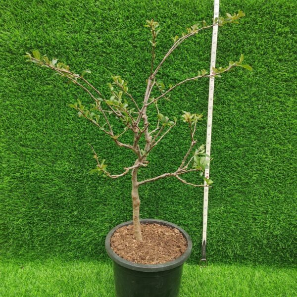 Japanese Quince Double Take 'Scarlet Storm' - Striking Scarlet-Red Double Blooms - Image 2