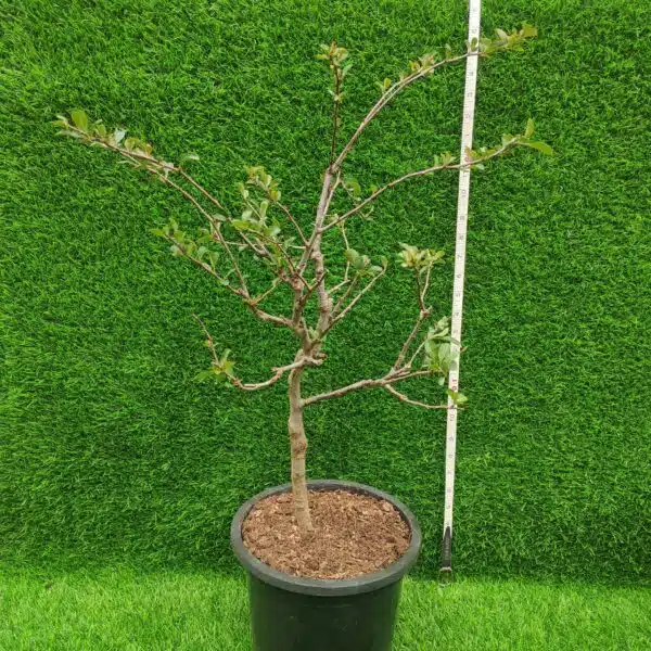 Japanese Flowering Quince Double Take - Resilient Shrub with Stunning White Flowers - Image 3