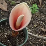 Voodoo Lily (Amorphophallus bulbifer)