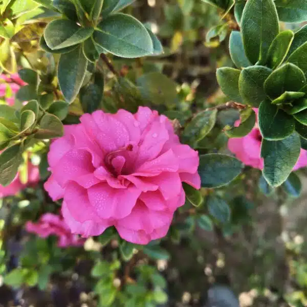 Azalea Australian Conversation Pink - Image 10