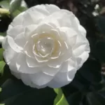 Camellia Japonica 'White by the Gate' (Double) - Stunning White Blooms for Your Garden