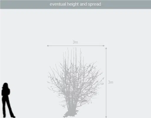 Pyracantha Saphyr Yellow (Firethorn Berry) - Vibrant Shrub with Yellow Berries - Image 8