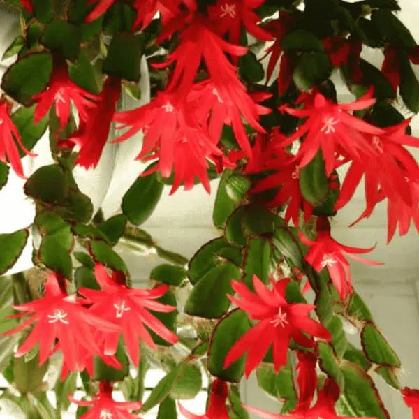 Rhipsalidopsis gaertneri (Easter Cactus) Red - Image 2