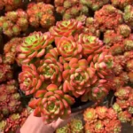 Sedeveria Letizia