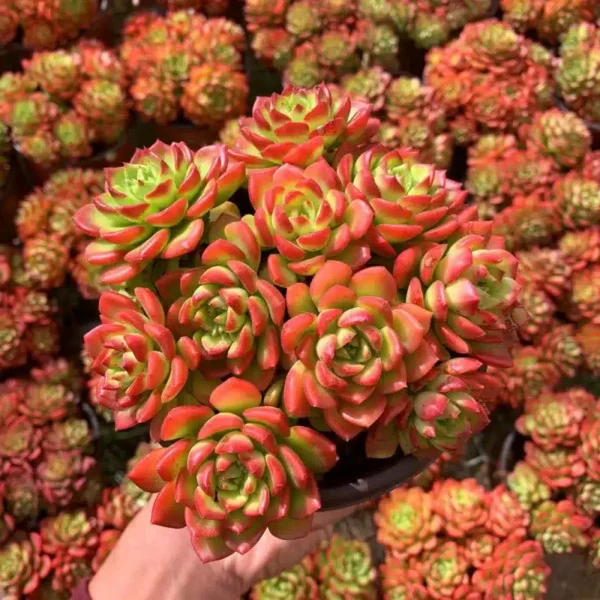 Sedeveria Letizia