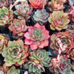 Echeveria Longissima plant