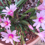 Rhipsalidopsis Rosea - Vibrant Pink Flowering Plant for Indoors and Outdoors