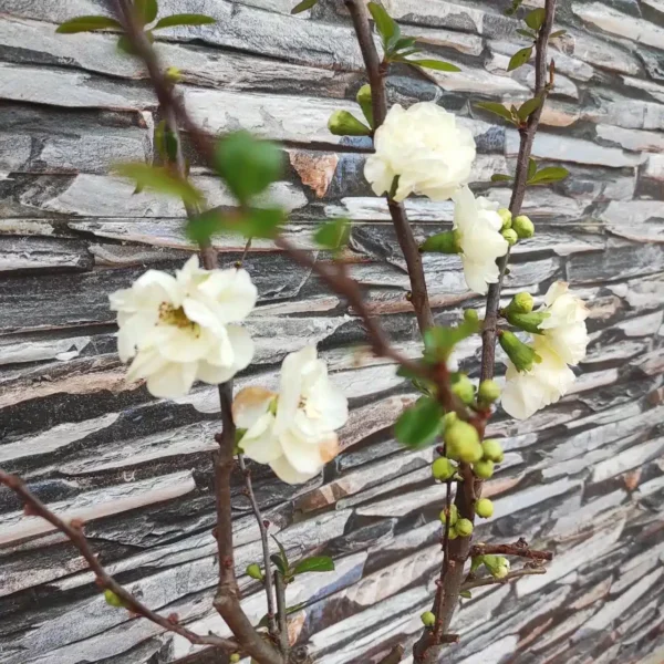 Japanese Flowering Quince Double Take - Resilient Shrub with Stunning White Flowers - Image 13