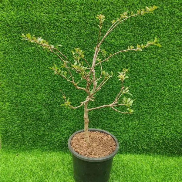 Japanese Flowering Quince Double Take - Resilient Shrub with Stunning White Flowers - Image 4