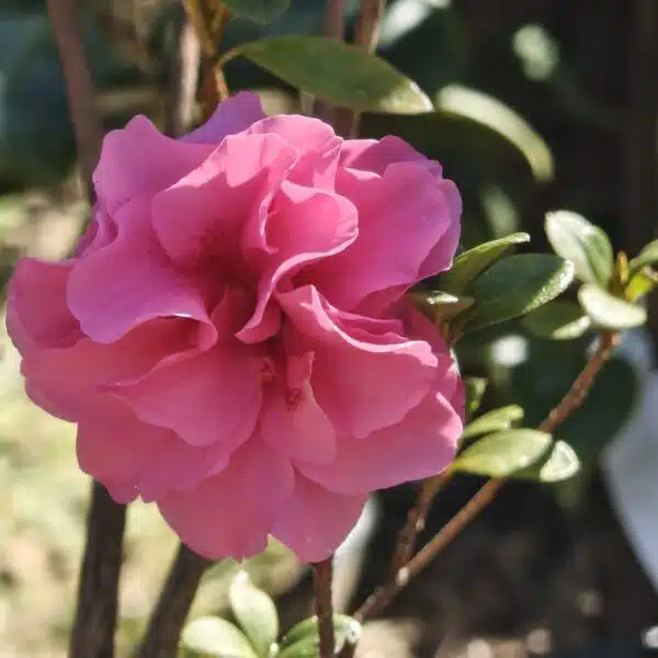 Azalea Australian Conversation Pink - Image 11