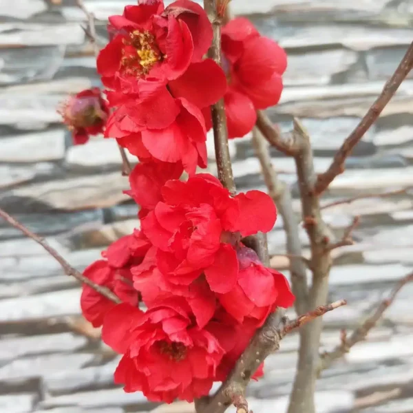 Japanese Quince Double Take 'Scarlet Storm' - Striking Scarlet-Red Double Blooms - Image 10