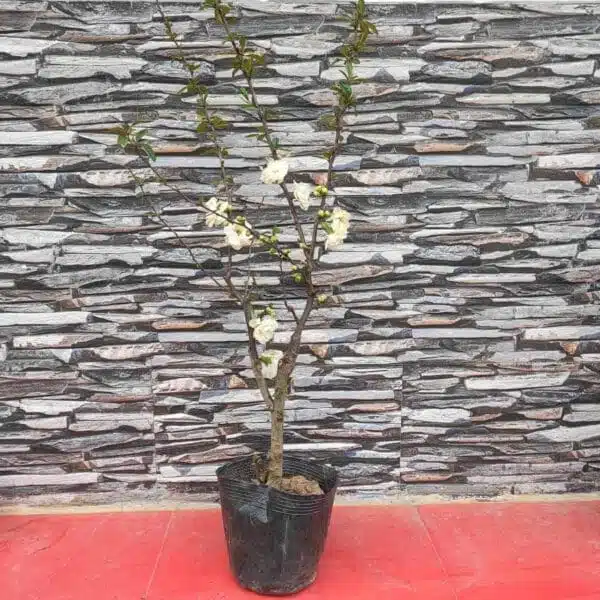 Japanese Flowering Quince Double Take - Resilient Shrub with Stunning White Flowers - Image 2